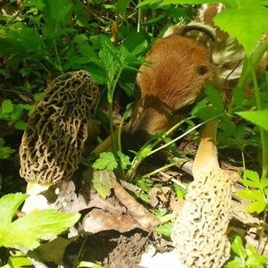 Meet your Posher, Nick